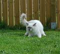 080505_kattgarden (117)